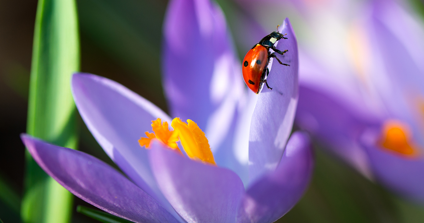 Lady bug on spring Crocus flowers, macro image with small depth